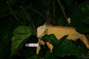 Albino Iguana