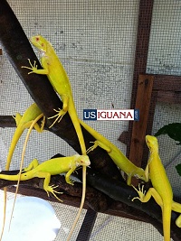 Iguanas