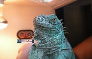 Blue Iguana